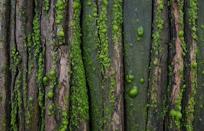 Deep Forest Bark Texture Scene image